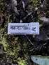  ( - FDS-CA-03210)  @11 [ ] by (2024) Justin Paulin Fungal Diversity Survey