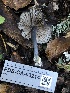  ( - FDS-CA-03214)  @11 [ ] by (2024) Justin Paulin Fungal Diversity Survey
