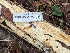  ( - FDS-CA-01490)  @11 [ ] by-nc (2024) Stu Pickell Fungal Diversity Survey
