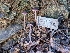  ( - FDS-CA-01500)  @11 [ ] by-nc (2024) Stu Pickell Fungal Diversity Survey