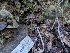  ( - FDS-CA-01500)  @11 [ ] by-nc (2024) Stu Pickell Fungal Diversity Survey