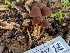  ( - FDS-CA-03617)  @11 [ ] by-nc (2024) Stu Pickell Fungal Diversity Survey