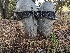  ( - FDS-CA-03617)  @11 [ ] by-nc (2024) Stu Pickell Fungal Diversity Survey