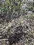  ( - FDS-CA-01575)  @11 [ ] c (2024) Rudy Diaz Fungal Diversity Survey