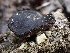  ( - FDS-CA-01575)  @11 [ ] c (2024) Rudy Diaz Fungal Diversity Survey