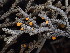  ( - FDS-CA-03202)  @11 [ ] by (2024) Justin Paulin Fungal Diversity Survey