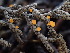  ( - FDS-CA-03202)  @11 [ ] by (2024) Justin Paulin Fungal Diversity Survey