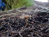 ( - FDS-CA-03203)  @11 [ ] by (2024) Justin Paulin Fungal Diversity Survey