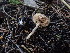  ( - FDS-CA-03203)  @11 [ ] by (2024) Justin Paulin Fungal Diversity Survey