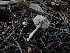  ( - FDS-CA-03203)  @11 [ ] by (2024) Justin Paulin Fungal Diversity Survey