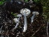  (Entoloma sp. CA04 - FDS-CA-03204)  @11 [ ] by (2024) Justin Paulin Fungal Diversity Survey