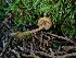  ( - FDS-CA-03209)  @11 [ ] by (2024) Justin Paulin Fungal Diversity Survey