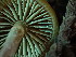  ( - FDS-CA-03209)  @11 [ ] by (2024) Justin Paulin Fungal Diversity Survey