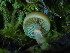  ( - FDS-CA-03210)  @11 [ ] by (2024) Justin Paulin Fungal Diversity Survey