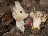  ( - FDS-CA-03603)  @11 [ ] by-nc (2024) Stu Pickell Fungal Diversity Survey