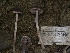  ( - FDS-CA-01500)  @11 [ ] by-nc (2024) Stu Pickell Fungal Diversity Survey