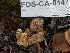  ( - FDS-CA-01471)  @11 [ ] by-nc (2024) Stu Pickell Fungal Diversity Survey