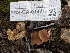  ( - FDS-CA-01471)  @11 [ ] by-nc (2024) Stu Pickell Fungal Diversity Survey