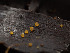  (Arachnopeziza - FDS-CA-01484)  @11 [ ] by-nc (2024) Stu Pickell Fungal Diversity Survey