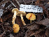  ( - FDS-CA-01483)  @11 [ ] by-nc (2024) Stu Pickell Fungal Diversity Survey