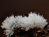  (Chromelosporium fulvum - FDS-CA-01477)  @11 [ ] by-nc (2024) Stu Pickell Fungal Diversity Survey