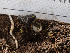  ( - FDS-CA-01470)  @11 [ ] by-nc (2024) Stu Pickell Fungal Diversity Survey