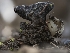  ( - FDS-CA-01470)  @11 [ ] by-nc (2024) Stu Pickell Fungal Diversity Survey