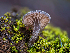  ( - FDS-CA-03609)  @11 [ ] by-nc (2024) Stu Pickell Fungal Diversity Survey
