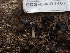  ( - FDS-CA-01467)  @11 [ ] by-nc (2024) Stu Pickell Fungal Diversity Survey