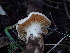  ( - FDS-CA-03216)  @11 [ ] by (2024) Justin Paulin Fungal Diversity Survey
