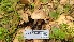 ( - FDS-CA-03430)  @11 [ ] by-nc (2024) Fresno Mycology Society Fungal Diversity Survey
