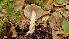  ( - FDS-CA-03430)  @11 [ ] by-nc (2024) Fresno Mycology Society Fungal Diversity Survey