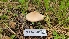  ( - FDS-CA-03431)  @11 [ ] by-nc (2024) Fresno Mycology Society Fungal Diversity Survey