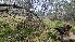  ( - FDS-CA-03431)  @11 [ ] by-nc (2024) Fresno Mycology Society Fungal Diversity Survey