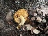  ( - FDS-CA-01573)  @11 [ ] c (2024) Rudy Diaz Fungal Diversity Survey