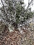  ( - FDS-CA-01573)  @11 [ ] c (2024) Rudy Diaz Fungal Diversity Survey