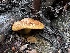  ( - FDS-CA-01573)  @11 [ ] c (2024) Rudy Diaz Fungal Diversity Survey