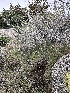  ( - FDS-CA-01572)  @11 [ ] c (2024) Rudy Diaz Fungal Diversity Survey