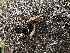  ( - FDS-CA-01572)  @11 [ ] c (2024) Rudy Diaz Fungal Diversity Survey
