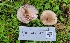  (Collybia sordida - FDS-CA-03435)  @11 [ ] by-nc (2024) Fresno Mycology Society Fungal Diversity Survey