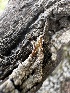  ( - FDS-CA-01579)  @11 [ ] c (2024) Rudy Diaz Fungal Diversity Survey