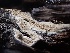  ( - FDS-CA-01579)  @11 [ ] c (2024) Rudy Diaz Fungal Diversity Survey