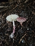  ( - FDS-CA-02169)  @11 [ ] by (2024) Mandy Hackney Fungal Diversity Survey