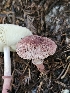  ( - FDS-CA-02169)  @11 [ ] by (2024) Mandy Hackney Fungal Diversity Survey
