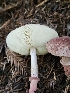  (Lepiota decorata - FDS-CA-02169)  @11 [ ] by (2024) Mandy Hackney Fungal Diversity Survey