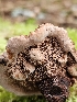  (Hydnellum sp. CA01 - FDS-CA-02163)  @11 [ ] by (2024) Mandy Hackney Fungal Diversity Survey