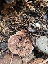  ( - FDS-CA-02163)  @11 [ ] by (2024) Mandy Hackney Fungal Diversity Survey