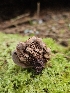  ( - FDS-CA-02163)  @11 [ ] by (2024) Mandy Hackney Fungal Diversity Survey