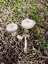  ( - FDS-CA-02154)  @11 [ ] by (2024) Mandy Hackney Fungal Diversity Survey