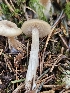  ( - FDS-CA-02154)  @11 [ ] by (2024) Mandy Hackney Fungal Diversity Survey